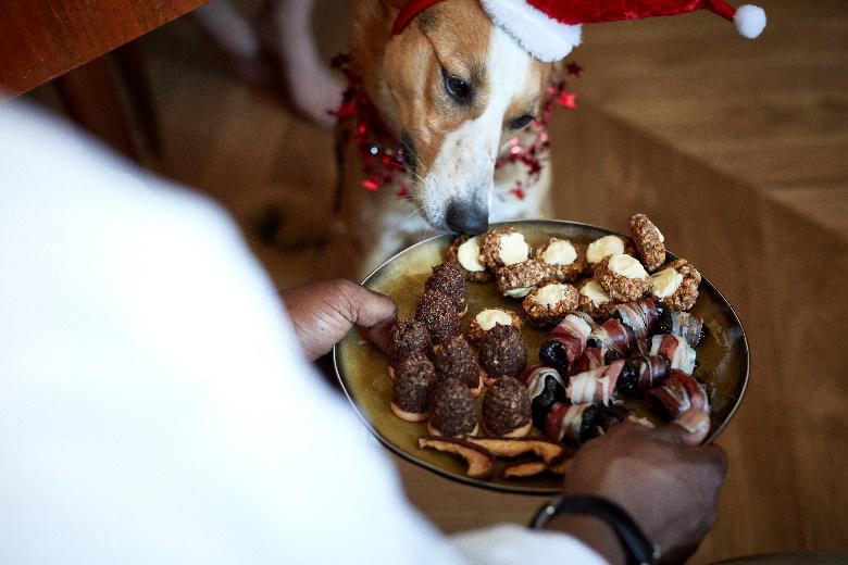 Cukierki, które z pewnością spodoba się Twojemu psu