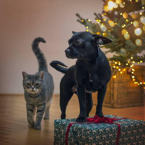 Boże Narodzenie i Sylwester ze zwierzętami