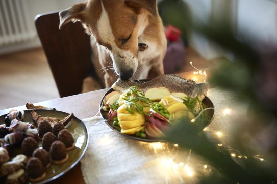 Szczęśliwa i szczęśliwa dla psów