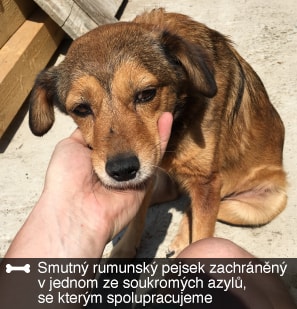 Jaka jest sytuacja porzuconych psów w Rumunii?