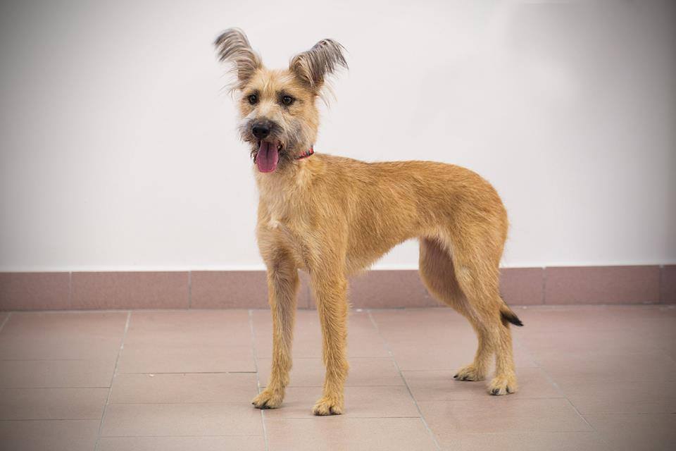 Psy z Toulavé Tlapky szukają nowego domu