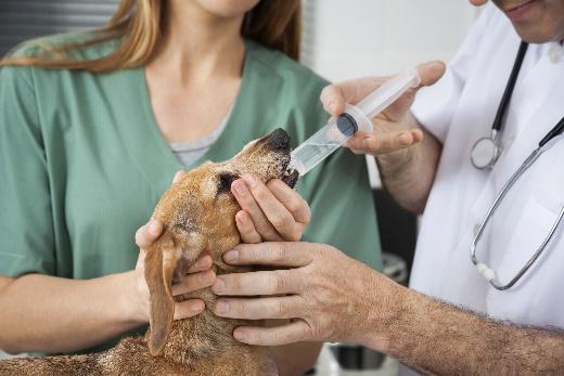 Pierwsza pomoc przy spożywaniu toksycznych pokarmów