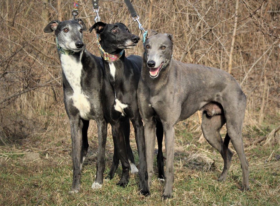 Uratować charta z Chin? Misja prawie niemożliwa!