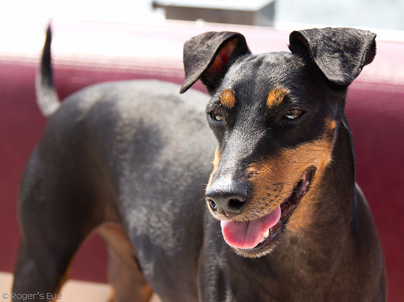 Manchester Terrier