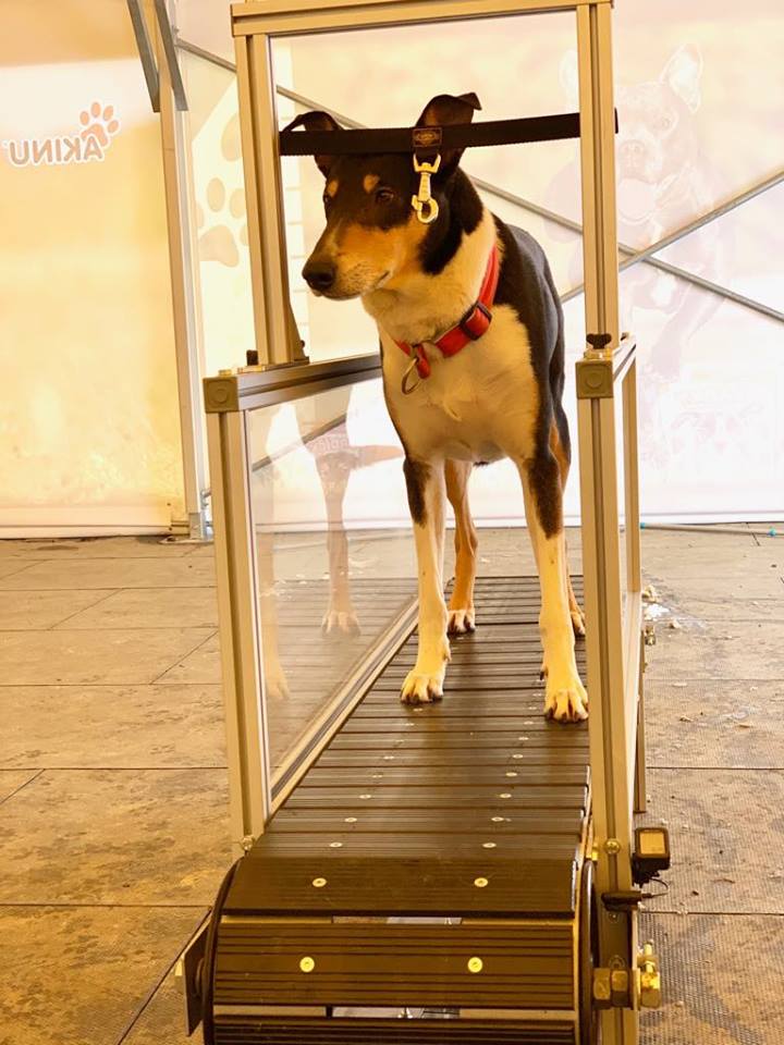 Czy słyszałeś o trenerze psów?