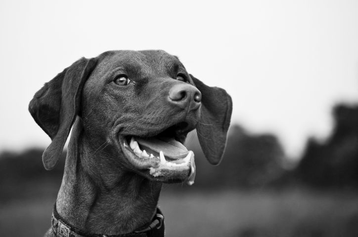 Spacer na wiosnę nie musi być horrorem. Jak chronić psa przed pasożytami?