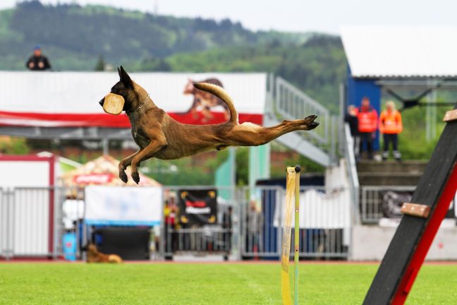 Piasek wypełni setki pasterzy belgijskich