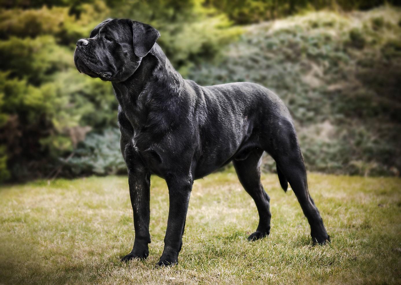 Dziedziczenie koloru sierści u psów ze szczególnym uwzględnieniem rasy Cane Corso