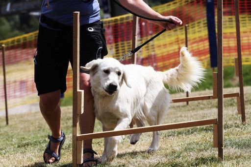 Monínec po raz siódmy będzie należeć do psów