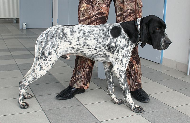 Owczarek krótkowłosy