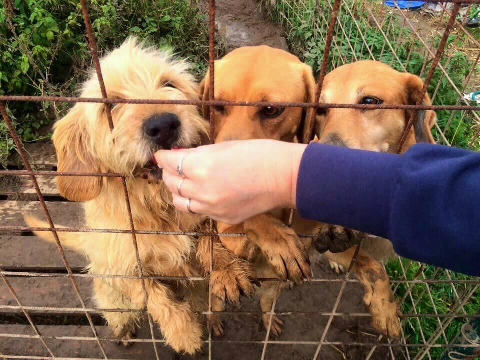 Przestań marnować: pasze, których termin przydatności do spożycia pomaga w schroniskach