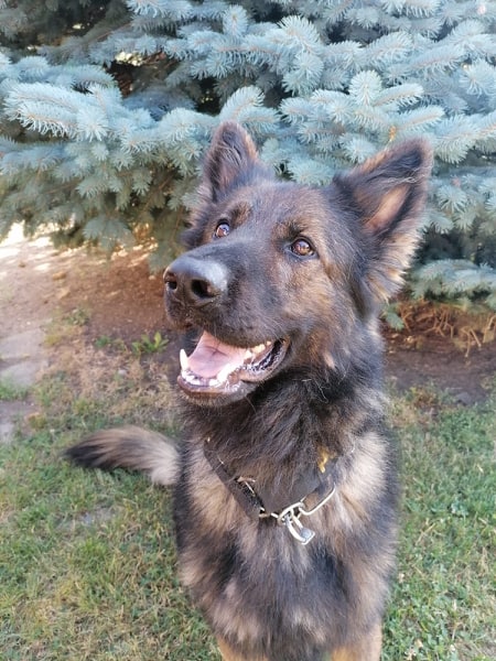 Bohater na czterech nogach