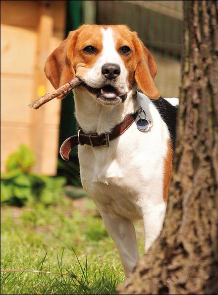 beagle anal bestiality